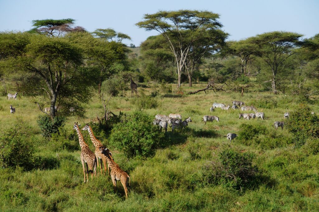 arusha national park