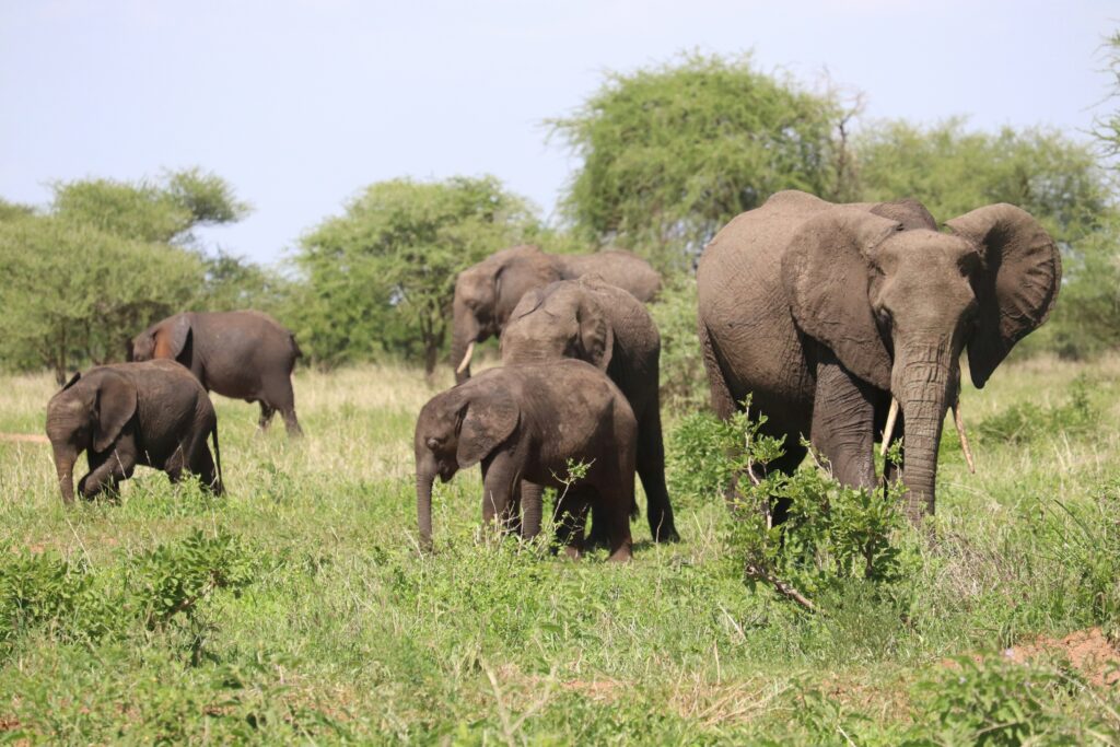 elephants tarangire2