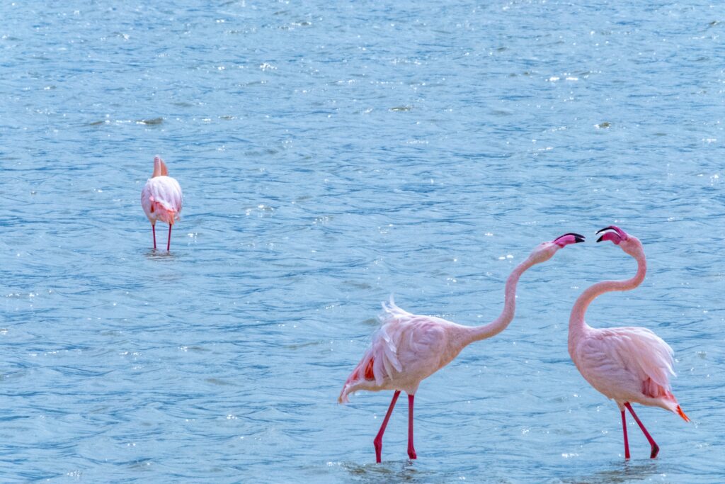 flamingos