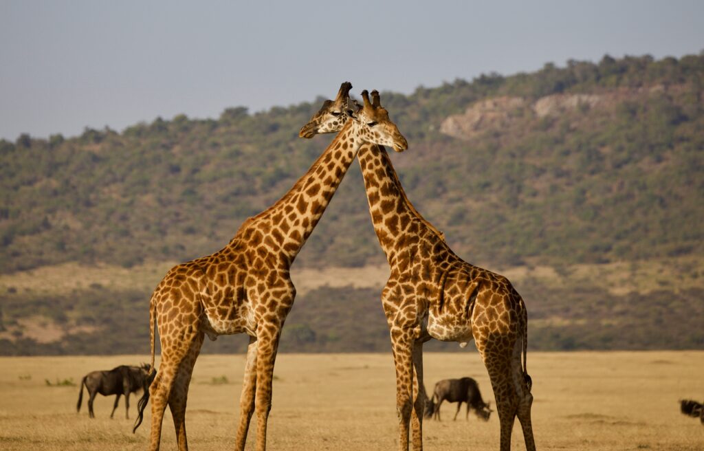 giraffe lake manyara