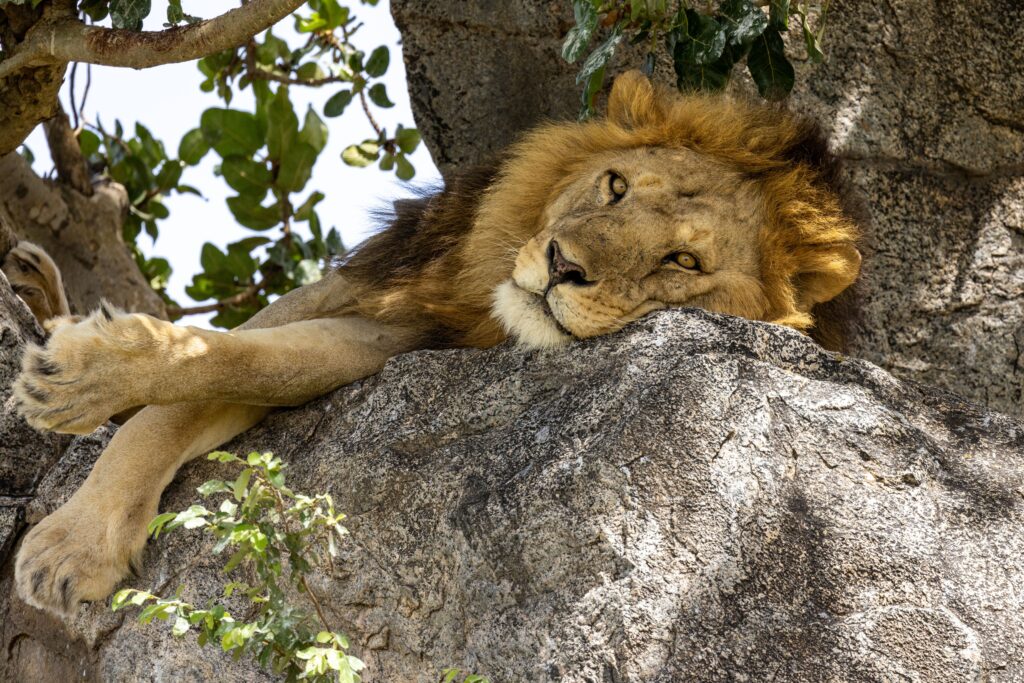 lion lake. manyara