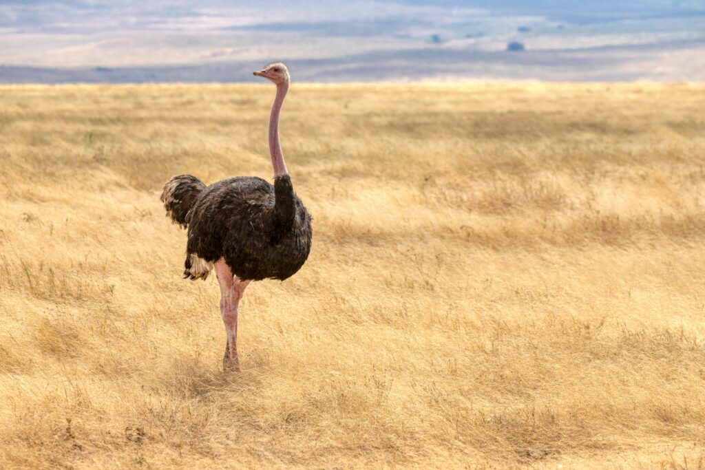 ostrich ngorongoro