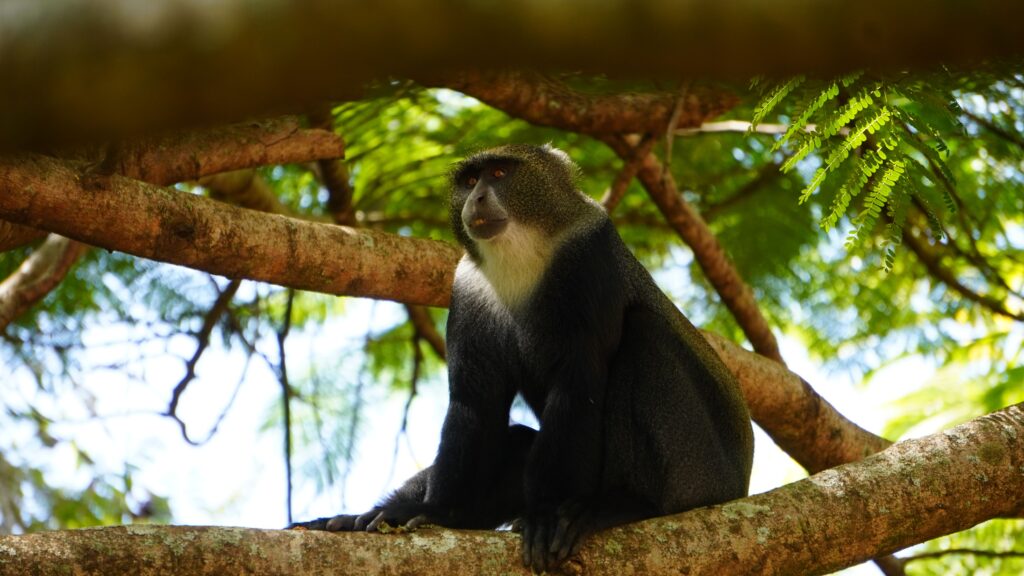 arusha national park monkey