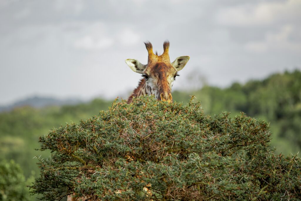 arusha national park1