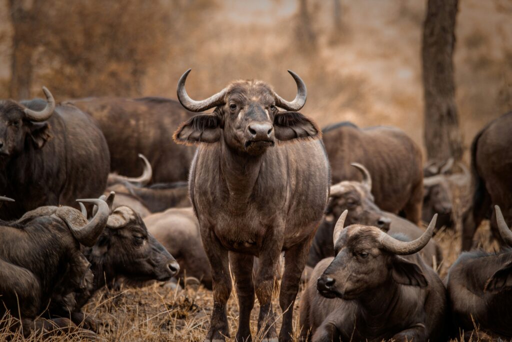 buffalo lake manyara