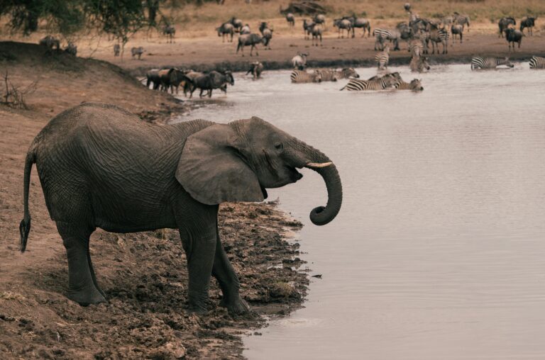 elephants tarangire3