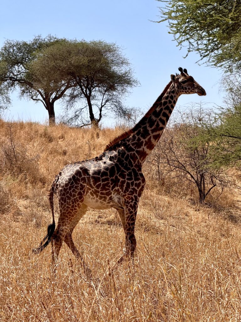 img 0850
