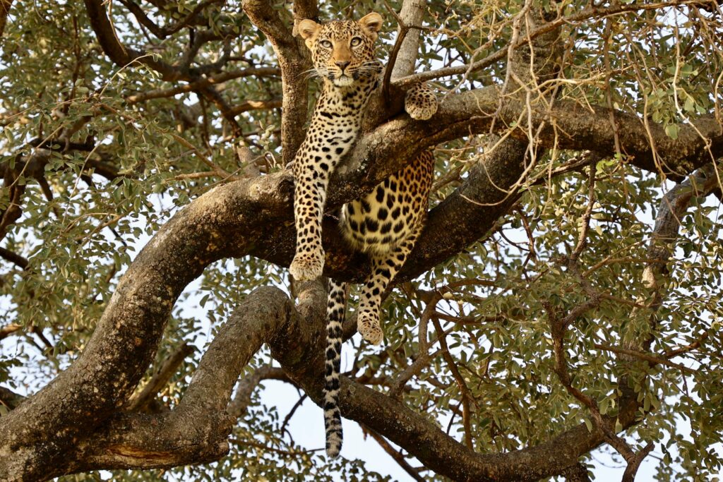 leopard tarangire