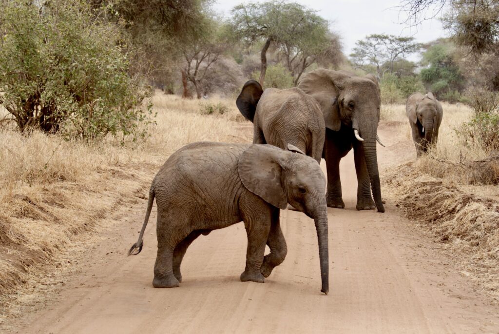 tarangire elephant