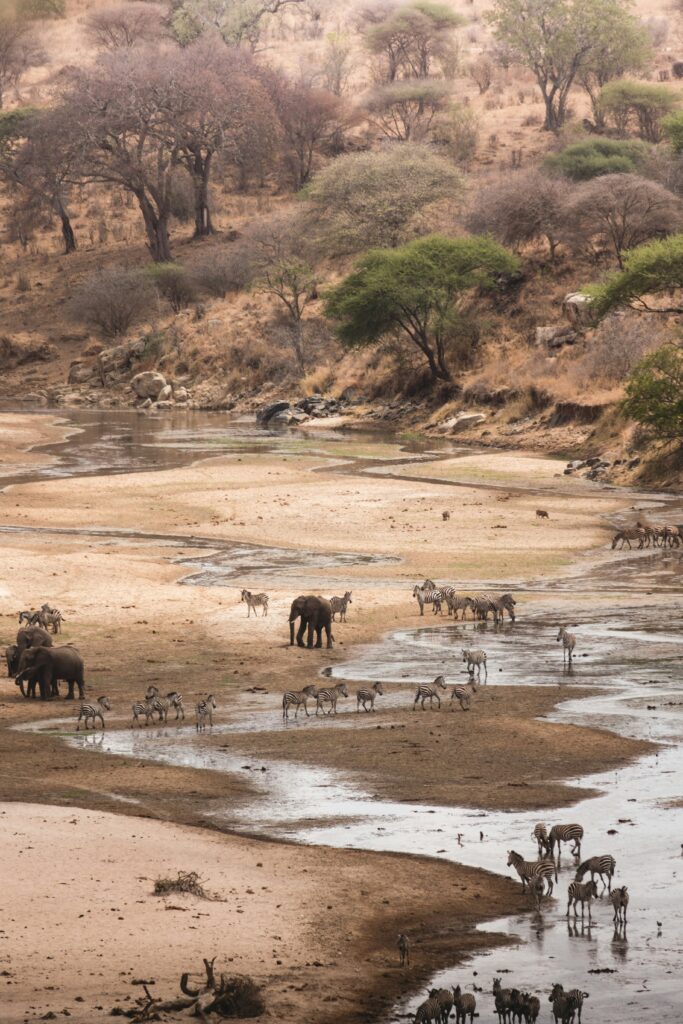 tarangire river
