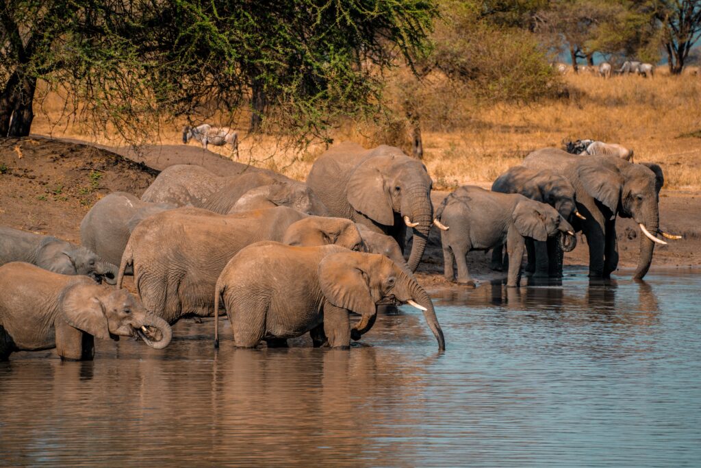 tarangire river2